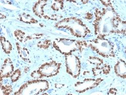 NKX3.1 Antibody (NKX3.1/4562R) - Azide and BSA Free, Novus Biologicals